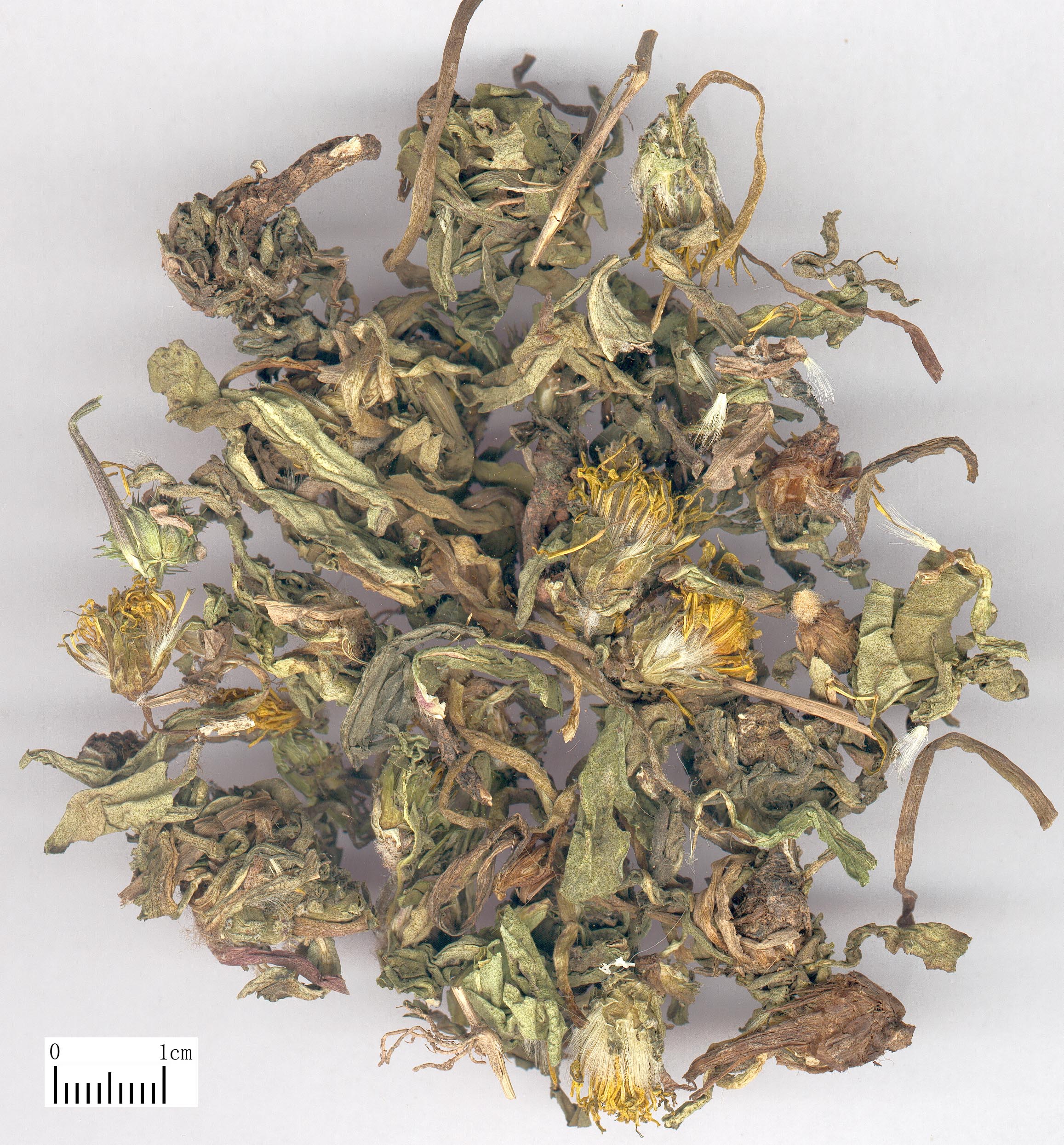 中药-蒲公英-药材.jpg