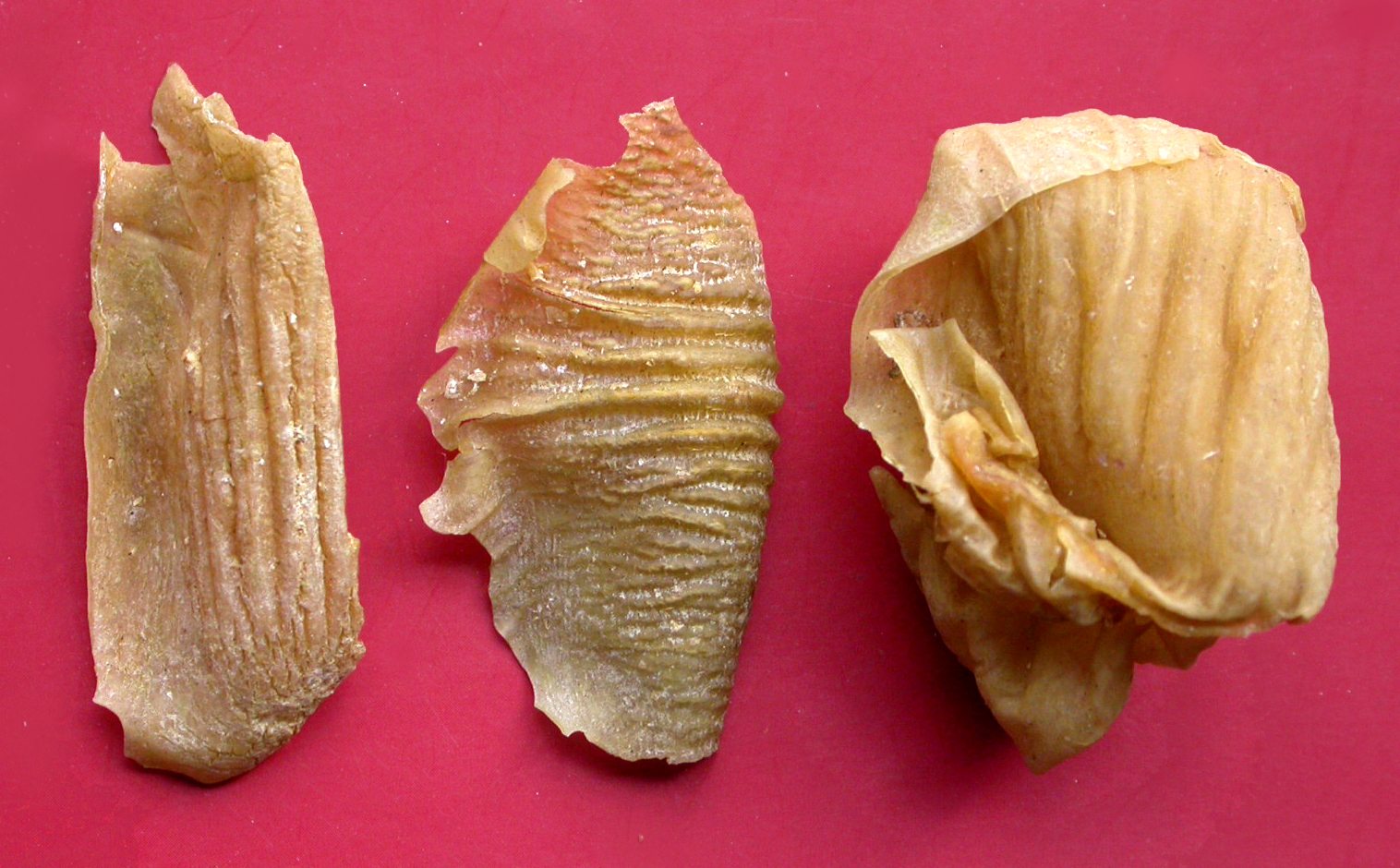 中药-鸡内金-药材.jpg