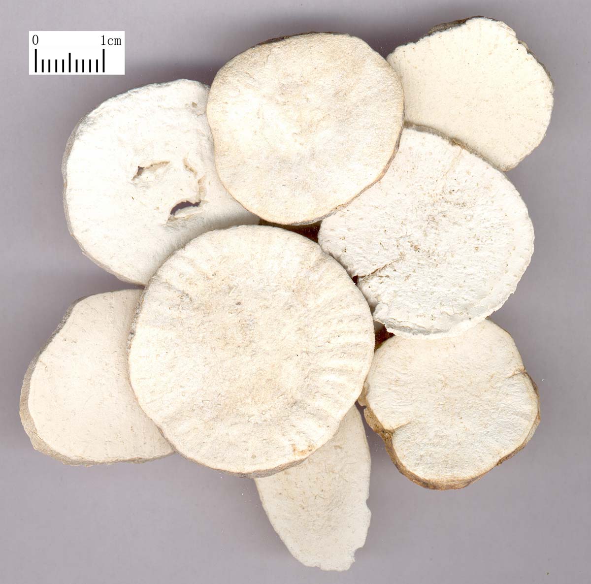 中药-天花粉-饮片.jpg