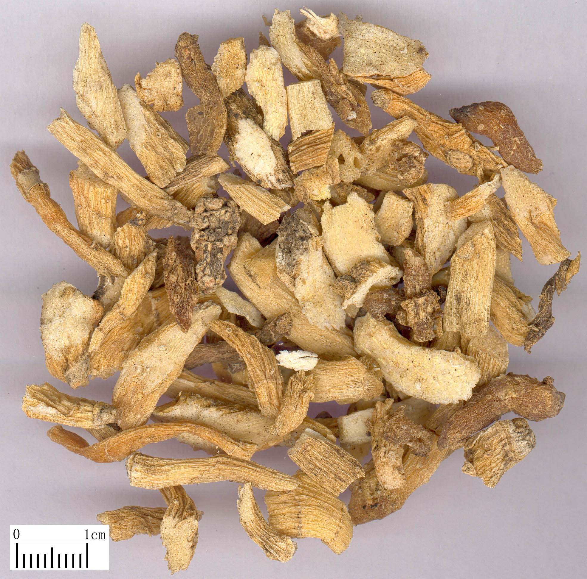 中药-玉竹-饮片.jpg