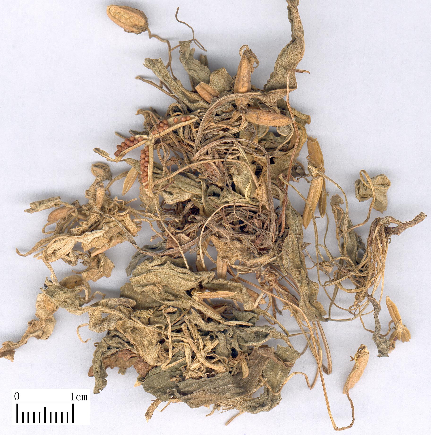 中药-紫花地丁-药材.jpg