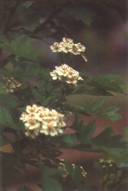 图82 山里红（示花期）（125）.jpg
