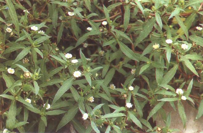 图338 鳢肠（484）.jpg