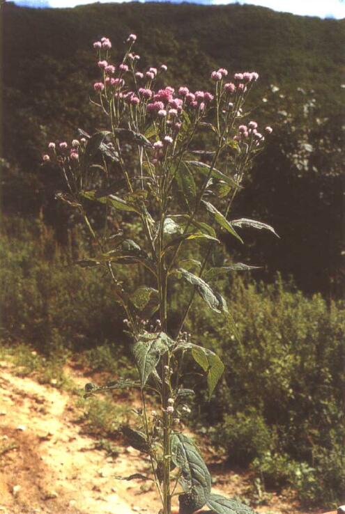 图795 风毛菊（1233）.jpg